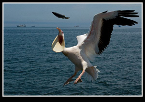 Pelican by Dray Van Beeck 